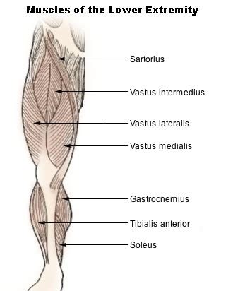 Vastus medialis - Wikipedia