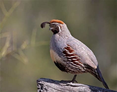 Gambel's Quail - eBirdr