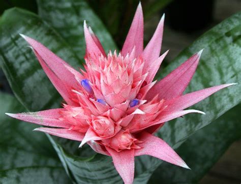 pflanzen-für-dunkle-ecken-bromelia-rosa-blüte-scharfe-ende | Pflanzen ...