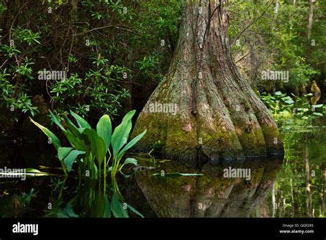 BALD CYPRESS trees in the OKEFENOKEE SWAMP National Wildlife Refuge ...