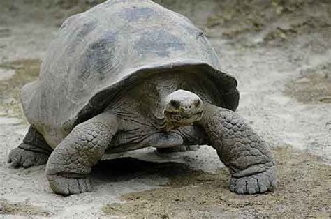 Incredible History 4 You: Adwaita - Pet tortoise of Robert Clive ...