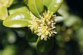 Category:Buxus sempervirens (flowers) - Wikimedia Commons