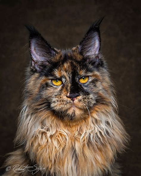 40 Majestic Pictures Of Maine Coon Cats That Will Take Your Breath Away