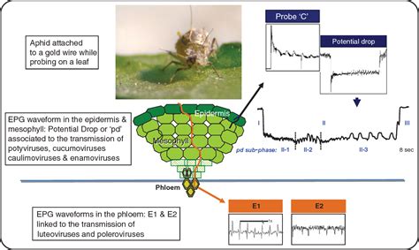 [PDF] Plant Virus Transmission by Insects | Semantic Scholar