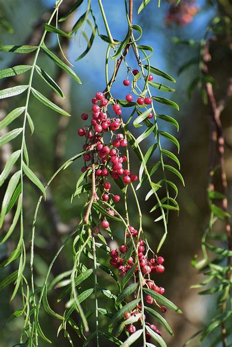 California Pepper Tree Leaves Berries I Photograph by Linda Brody