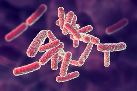 CB2R Activation Ameliorates Pseudomonas Aeruginosa-Induced Lung Injury ...