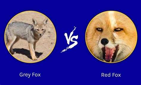 Grey Fox vs Red Fox: What Are The Differences? - A-Z Animals