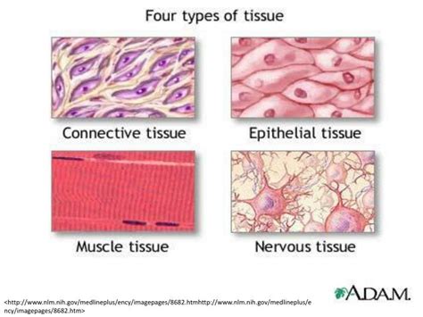 PPT - Types of Tissue in the Body PowerPoint Presentation - ID:3244507