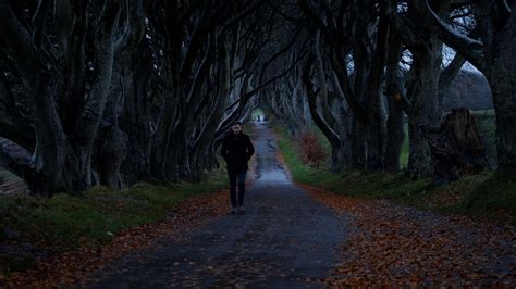 Dark Hedges: Work to fell six trees in Northern Ireland begins as ...