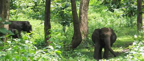 Wayanad Wildlife Sanctuary is an animal sanctuary in Wayanad, Kerala ...