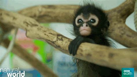 New GIF on Giphy | Cute baby monkey, Monkeys funny, Pet monkey