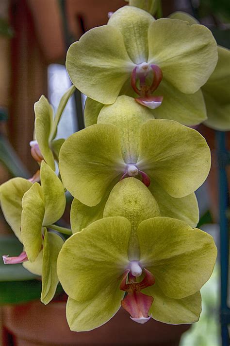 Atlanta Botanical Garden Orchids V3 Photograph by Douglas Barnard ...