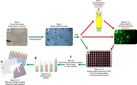 A protocol for sequencing the transcriptome of a single nuclei | RNA ...