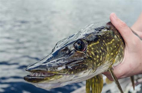 The 8 Best Pike Lures in 2024: Top Spinners, Spoons, and Swimbaits