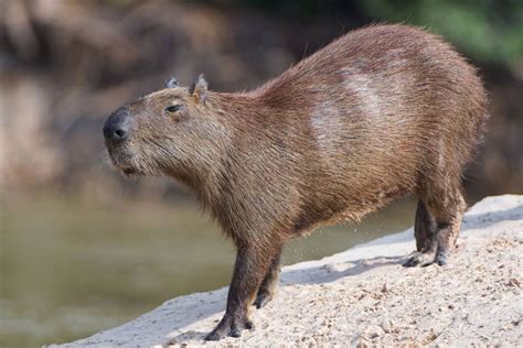 Capybara – the World's Largest Rodent | DinoAnimals.com