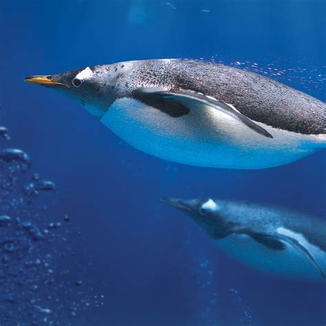 Penguins Polar Adventure | SEA LIFE London Aquarium