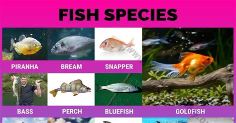 Types of Fish: Interesting List of 50 Different Fish Species around the ...