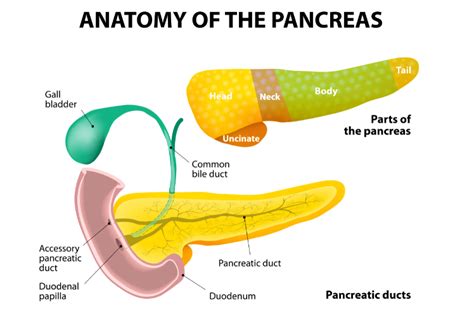 PANCREAS Diagram | Quizlet