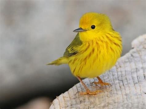 Dollzis: Black And Yellow Warbler