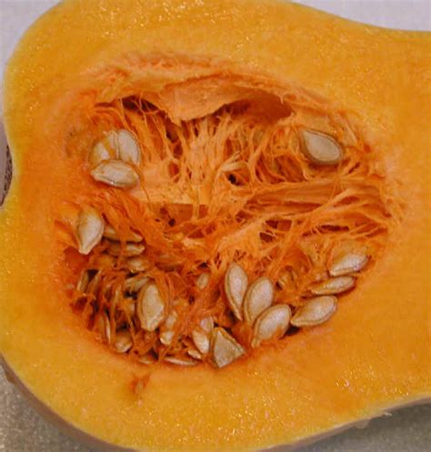 Butternut Squash Seeds - Ingredients Descriptions and Photos - An All ...