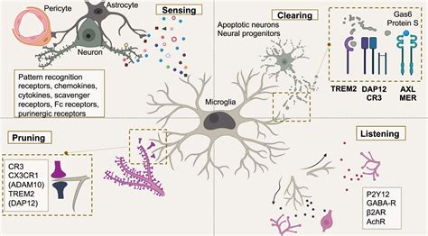 Microglial Cells Function