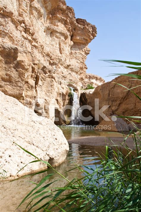 Oasis In The Sahara Desert Stock Photo | Royalty-Free | FreeImages