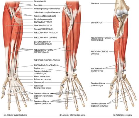 Anatomi Otot Pronator Kuadratus Pada Lengan Manusia Anatomi Tutorial ...