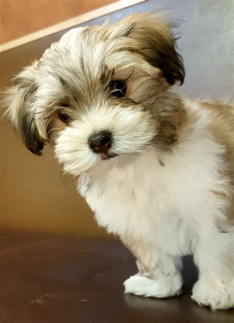 Roscoe the Havanese Happy Havanese puppies: A Havanese puppy is looking ...