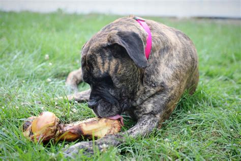 5 Big Dog Bones for Large Dogs That Are Healthy & Taste Great - K9 ...