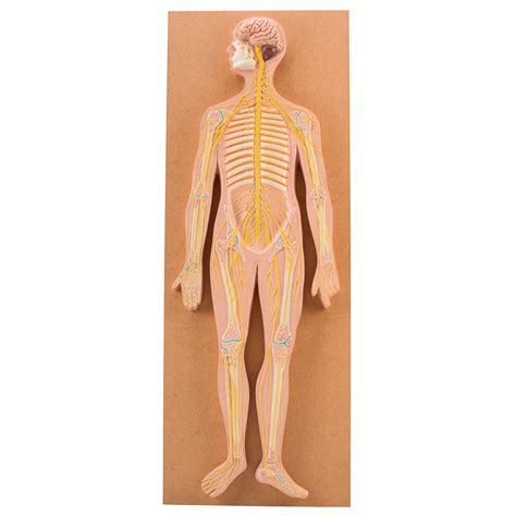 E8R04623 - Nervous System Model | Findel International