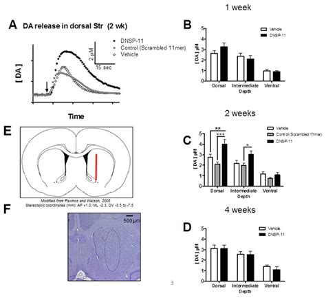 Evoked Dopamine Release at Multiple Depths within the Striatum at 1, 2 ...