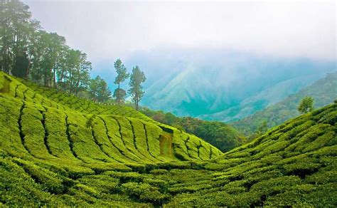 Munnar Tourism (2018) - India > Top Things To Do, Images, Tours & Packages