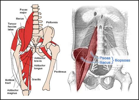 Leg Hip Muscles Diagram - Human Anatomy and Physiology Diagrams: Groin ...