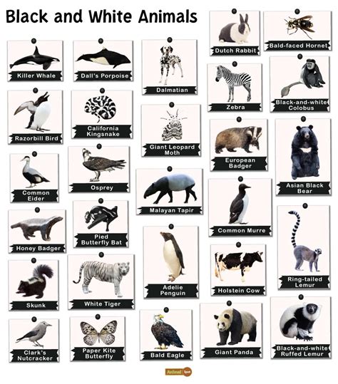 Black and White Animals: List and Facts with Pictures