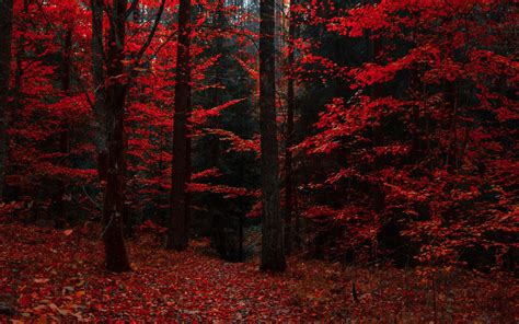 Autumn Forest Wallpapers - 4k, HD Autumn Forest Backgrounds on WallpaperBat