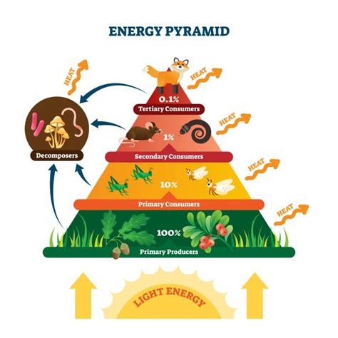 Freshwater Community Energy Relationships - Producers & Consumers ...