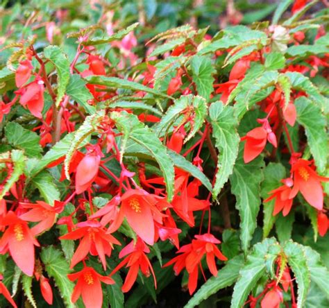 Begonia boliviensis and Its Hybrids — Jessie Keith | Begonia ...