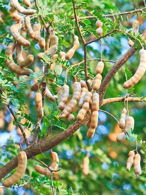 Tamarind tamarindo Live fruit tree 10 in to 2 feet | Etsy