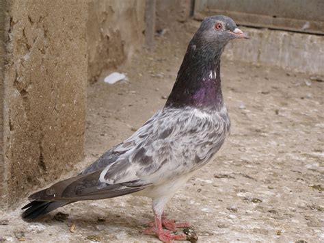 Pakistani Tipplers (Kabootar Baaz) | UK & USA Pigeons | Fancy Pigeons ...