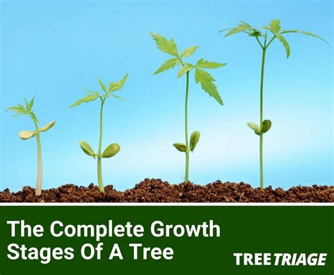 The Complete Growth Stages Of A Tree