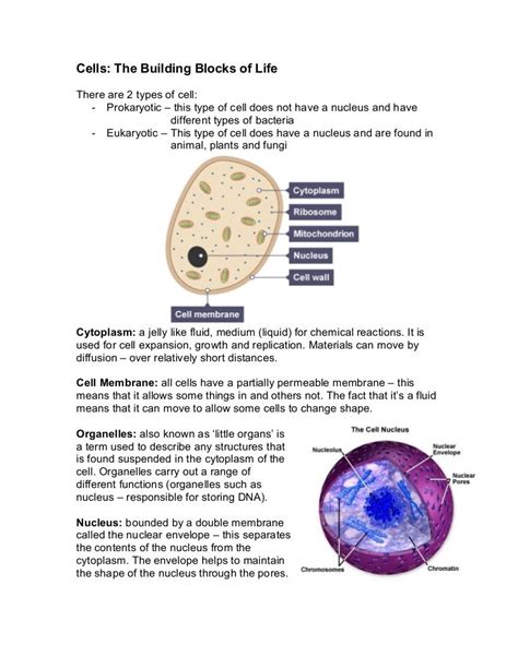 Cells - The Building Blocks of Life