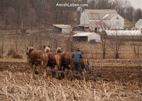 Millersburg, Ohio | Amish country, Millersburg, Horses