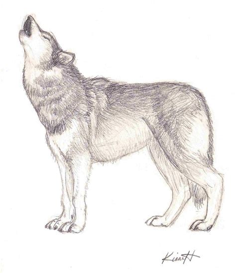 Wolf Howl sketch by WolfInSpirit on DeviantArt