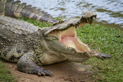 Understanding the Eating Habits of Crocodiles - Animal Sake