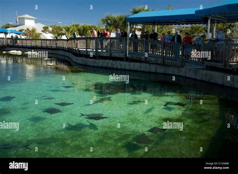 The Florida Oceanographic Coastal Center in Stuart, Florida houses pool ...