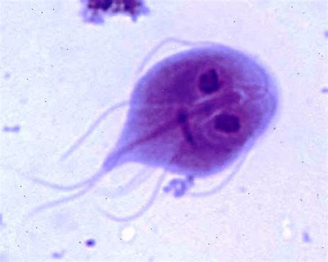 Life Under the Microscope: Giardia lamblia | My Kind of Science