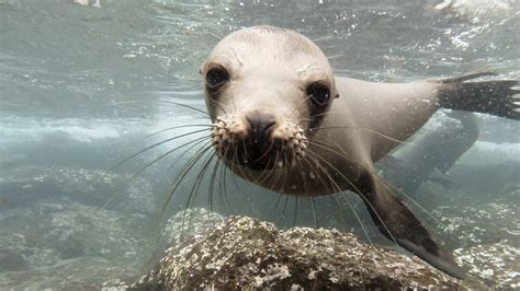 GoPro: Galápagos Sea Lions - YouTube