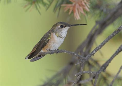 Rufous Hummingbird Migration Range, Diet, Facts, Pictures