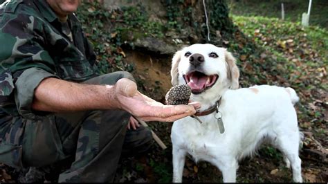 Truffle hunting in Umbria | Home In Italy Magazine