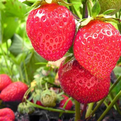 Growing Strawberries Article Archives – Strawberry Plants